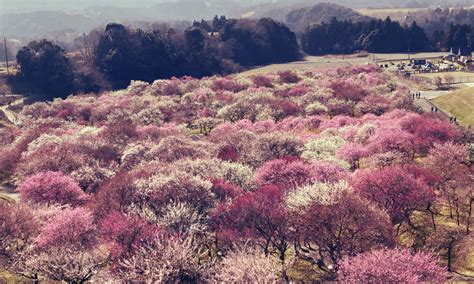 紅梅樹|梅の木の種類図鑑！花梅から実梅まで、代表的な品種。